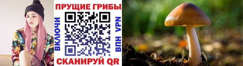 закладка  Лосино-Петровский  Псилоцибиновые грибы Cubensis 